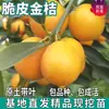 Mudas Crispy de Kumquat para Venda Direta para Plantio em Jardins no Norte e Sul, Laranjas da Fortuna Enxertadas em Vasos, Cítricos para Todas as Estações