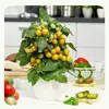 Semillas de Tomate Amarillo Cereza Enano en Maceta al por Mayor Todo el Año Semillas de Tomate Pequeño de Primavera Semillas para Balcón