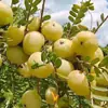 Bolos de Caqui Autênticos de Chaoshan, Frutas Frescas Doces e Suculentas, Adequado para Gestantes, Azeitonas de Yunnan