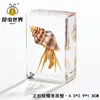 Artesanías de especímenes, insectos reales, escarabajo ciervo, escorpión, escarabajo, araña, regalos de enseñanza de ciencias biológicas, adornos de resina