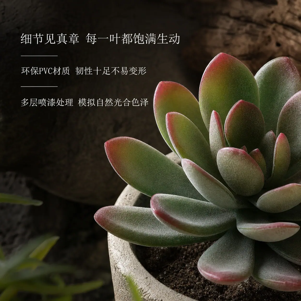 1302多肉详情页 (4).jpg