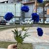 Viento de océano azul flores de simulación para boda al por mayor azul oscuro azul zafiro azul bruma blanco boda camino guía techo flores falsas