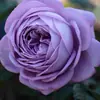 Plántulas de Rosa Gypsophila Ultra Finas, Plántulas de Rosas Florecientes, Florales de Maceta de Cuatro Estaciones, Plantas Trepadoras, Rosales y Plantas Verdes