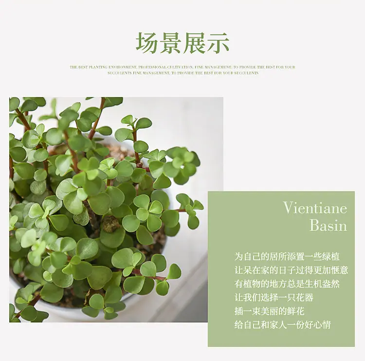 控根万象盆_08
