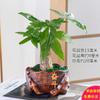 Árbol del Dinero Plantas en Maceta Flores de Interior Bonsái Pequeño Plantas Verdes de Oficina Sala de Estar Árbol del Dinero Plantas Verdes en Maceta