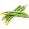 Sementes de Bucha Longa Macia para Venda por Atacado Sementes de Hortaliças para Plantio na Primavera e Verão Sementes de Bucha Pendente Coleção de Sementes de Bucha