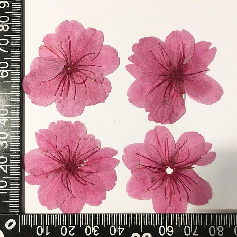 樱花本色.jpg