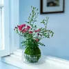 [con Capullos] Mini Planta de Rosa Hidropónica, Huishuiji, Florece Todo el Año, Planta Verde de Interior, Bola de Musgo de Fácil Cuidado