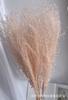 Immortal Dust Reed Flores Secas Pampas Grass Yunnan Reed Flores Lafite Flores Secas Atacado