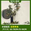 Sementes de Osmanthus Hidropônico em Vasos com Botões e Fragrância Forte para Interior, Escritório, Mesa, Cultivo em Água o Ano Todo