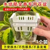 Divisória para Vaso de Flores Hidropônico para Tulipas e Lírios, Transparente, Visível, com Recipiente Azul de Fixação, Respirável, Vaso de Flores para Uso Doméstico