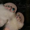 12 Piezas de Parches Puros Hechos a Mano para Uñas de los Pies, Uñas de los Pies Usables, Nuevo Producto Verano 2026, Parches para Uñas de los Pies que Mejoran la Blancura, Removibles