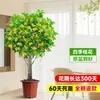 Planta de Osmanthus en Maceta, Árbol Grande de Osmanthus de Cuatro Estaciones en Maceta, Planta Verde Grande para Oficina Interior, Florece Todas las Estaciones, Tocón Viejo Nativo