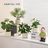 Plantas Verdes Artificiales, Flores Falsas, Flores Artificiales, Plantas Pequeñas de Escritorio en Maceta, Adornos Decorativos, Estanterías, Plantas Verdes Artificiales, Accesorios de Fotografía