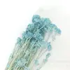 Atacado Flor de Milho Flor Seca Imortal Cor Bleached Flor Real Decoração de Casa Pacote de Material DIY Flor Imortal Transfronteiriça