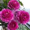 Dropshipping Mil e Uma Noites Mudas de Rosa Flores de Rosa em Vasos Plantas Trepadeiras Cipós Mudas de Rosa Plantas Verdes