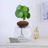 Tartaruga da Montanha Escalando Planta Trepadeira Hidropônica Dourada Que Não Muda Planta Suculenta em Vaso Flor Preguiçosa de Mesa de Escritório Interna