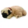 Perfect Petzzz (filhotes) Cachorro Pug
