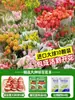 Tulipanes Hidropónicos al por Mayor 5 Grados Bulbos Grandes Resistentes al Frío para Invierno Interior/Exterior Fáciles de Cultivar para Principiantes Flores en Maceta Plantas