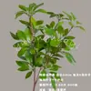 Buquê de Flores Artificiais Verdes Cena de Casamento Rosa Borboleta Orquídea Floral DIY Materiais Arranjo Adereços