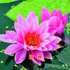 Plántulas de Flor de Loto, Plántulas de Loto, Lotos Ornamentales Mini de Estanque Criados en Agua en Maceta, Plantación Hidropónica de Raíz de Loto en Todas las Estaciones, Fácil de Cultivar