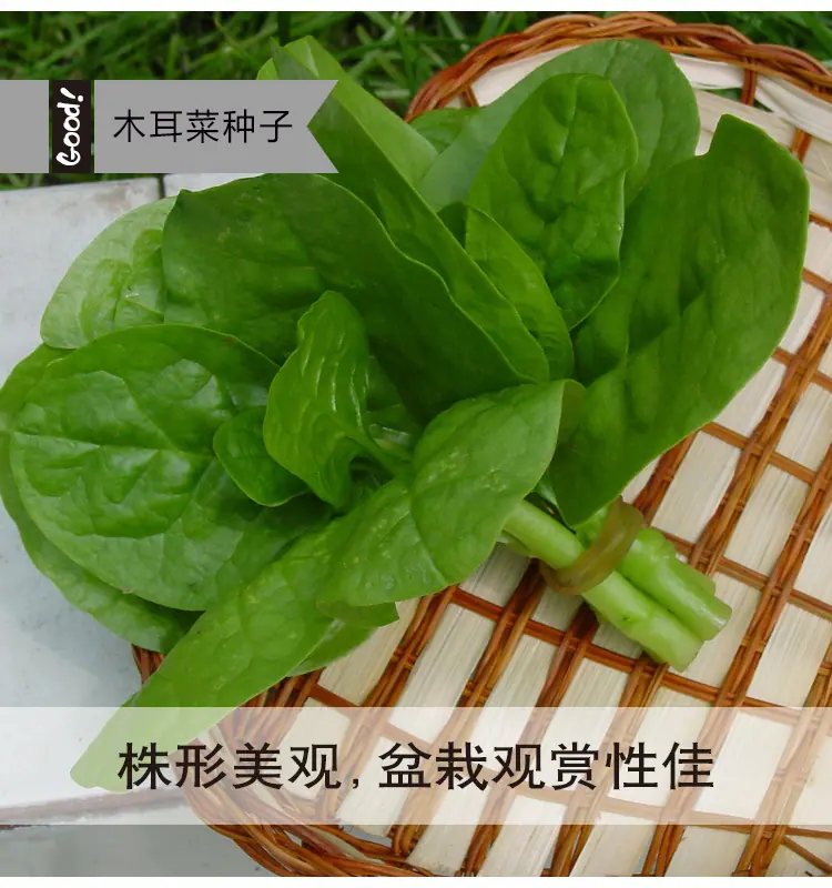 木耳菜03-2