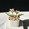 Enfeites de Vidro Zibo, Plantas Suculentas em Vasos, Plantas Verdes de Vidro, Presentes de Flores de Dezembro, Artesanato para Decoração de Escritório
