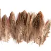 80 Tipos de Penas Naturais de Faisão, Penas Reais, Decorações Nativas Americanas, Acessórios DIY, Acessórios de Cabelo, Peças para Brinquedo de Vara para Gato