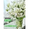 Flores Que Florescem por Muito Tempo e São Fáceis de Cultivar, Lírios, Sino dos Ventos, Flores de Corte Frescas, Plantas Hidropônicas de Cabelo Reto de Yunnan, Rosas, Arranjos de Flores de Interior