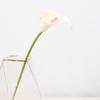 Simulação planta Calla toque PU flor falsa casamento casamento segurando buquê casa decoração sala de estar simulação flor