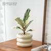 Foliagem Cômica Árvore da Borracha Planta de Interior Escritório Dormitório Planta Verde Fácil de Cuidar Folhas Coloridas Moderna Interessante Planta de Vaso para Mesa