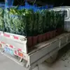 Venta al por mayor Planta de Flor de Interior Plantas en Maceta Árbol Feliz Árbol Rico Tesoro Verde Planta Verde Plantas en Maceta Florales de Balcón y Plantas Verdes