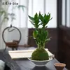 Nova planta em vaso estilo chinês com combinação de jade musgo, contas de arroz e árvore da fortuna, adequada para mesa interna, sala de chá, escritório, fácil de cuidar e manter