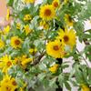 Simulación de enredadera de flores de margarita, pequeña enredadera de flores de girasol, enredadera de flores falsas, decoración de tuberías de aire acondicionado para sala de estar, persiana de ventana interior