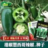Semillas de Pimienta de Hong Kong y Chile Jalapeño. Agricultores en Campos de Cultivo y Huertos Cultivan Semillas Híbridas de Chile Picante Encurtido