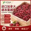 Arándanos Congelados Rápidamente IQF Importados Bayas Enteras Congeladas Individualmente para Mermelada y Jugo, Venta al por Mayor en Bolsas Tote