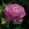 Bulbos de Ranúnculo Importados, Plántulas de Peonía de Pétalos Dobles, Floración de Cuatro Estaciones para Interior y Exterior, Raíces en Maceta de Flores Fáciles de Cuidar