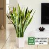 Orquídea Tigre com Borda Dourada Planta Verde em Vaso Suculenta Grande para Interior Fácil de Cuidar Todas as Estações Sala de Estar Absorvedora de Formaldeído Planta Grande em Vaso