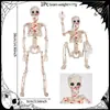 Amazon Cross-Border Halloween Esqueleto Colorido 40CM Esqueleto Simulado Decoração de Cena com Aranha Props