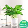 Planta hidropônica de bambu da sorte que traz fortuna, fácil de cuidar, traz riqueza para a sala de estar, uma flor de interior popular, fácil de manter, planta verde em vaso