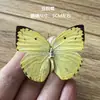 Venta Directa al Por Mayor de Fábrica de Especímenes Reales de Mariposas con Alas Extendidas, Diversos Insectos y Escarabajos, Accesorios para Fotos, Educación Científica, Especímenes Naturales