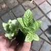 Materiales DIY Paisaje en Miniatura Botella Planta Pequeña Individual Tarro de Lluvia Paludario Hierba de Hoja Neta Piedra de Agua Arreglo Rocoso Escenario