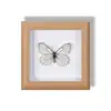 Especimen de Mariposa Real Pintura Decorativa Colgante Adorno de Mariposa Naranja Rosa Marco de Madera Maciza Regalo para Mejor Amigo Nicho Conmemorativo Artículo Creativo