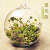 Florero de Vid para Colgar al por Mayor Planta Suculenta Micro Paisaje Decoración Creativa para el Hogar Artesanía Escandinava Zakka