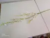 Directo de fábrica flores de simulación de alta gama Orquídea danzante Planta de simulación para bodas Orquídea Wen Xin flores de decoración para el hogar al por mayor