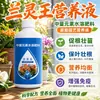 Orquídea Rei de Lan Ling Solução Nutritiva Universal Fertilizante de Bactérias EM Clívia Phalaenopsis Jianlan Molan Enraizamento Germinação Fertilizante Orgânico