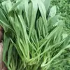Semillas de Verduras, Colza de Primavera, Verduras Fáciles de Cultivar en el Balcón Familiar, Cilantro, Espinaca, Semillas de Rábano, Semillas de Verduras de Cuatro Estaciones