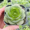 Base de planta suculenta autoproducida y autovendida al por mayor suculentas pequeñas combinación de flores plantas en maceta plantas carnosas Lithops Haworthia