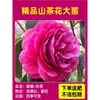 Camelia Xiangfei en maceta con brotes, flor roja de cinco colores, fácil de cultivar en interiores, florece en cualquier estación.