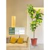 Forma de Hoja de Flor Árbol de Caucho Baniano Dorado Sala de Estar Planta Verde Baniano Rico Interior Oficina Planta Verde Planta Grande en Maceta